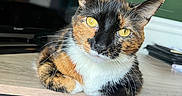 Milkyway is registered to the contest to win money with this photo: animal, cardboard_box, cat, closeup, curious, desk, domestic, electronics, feline, fur, home, indoor, paw, pet, portrait, relaxed, table, tortoiseshell_cat, whiskers, yellow_eyes