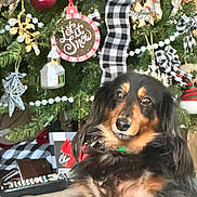 Louie is registered to the contest to win money with this photo: dog, dachshund, pet, christmas_tree, ornament, bauble, ribbon, plaid_ribbon, festive_decorations, gift_box, remote_control, couch, living_room, fur, portrait, eyes, indoors, holiday, cozy, pine_needles