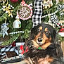 dog, dachshund, pet, christmas_tree, ornament, bauble, ribbon, plaid_ribbon, festive_decorations, gift_box, remote_control, couch, living_room, fur, portrait, eyes, indoors, holiday, cozy, pine_needles