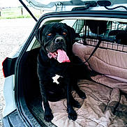 Tyson participe au concours pour gagner de l'argent avec cette photo : dog, black_dog, pet, animal, car, trunk, open_trunk, tongue_out, happy, sitting, leash, blanket, vehicle, outdoor, daylight, road, fur, canine, companion, transport