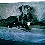 Tyson participe au concours pour gagner de l'argent avec cette photo : animal, boxer, bulldog, canine, couch, dog, furniture, greatdane, hound, labradorretriever, pet, pitbull, pointer, puppy, snout