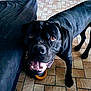 Tyson a rejoint le concours — aidez-le/la à gagner de superbes lots ! animal, bodypart, boxer, bulldog, canine, cockerspaniel, couch, dog, frenchbulldog, furniture, greatdane, hound, labradorretriever, mouth, pet, pitbull, pointer, pug, puppy, snout