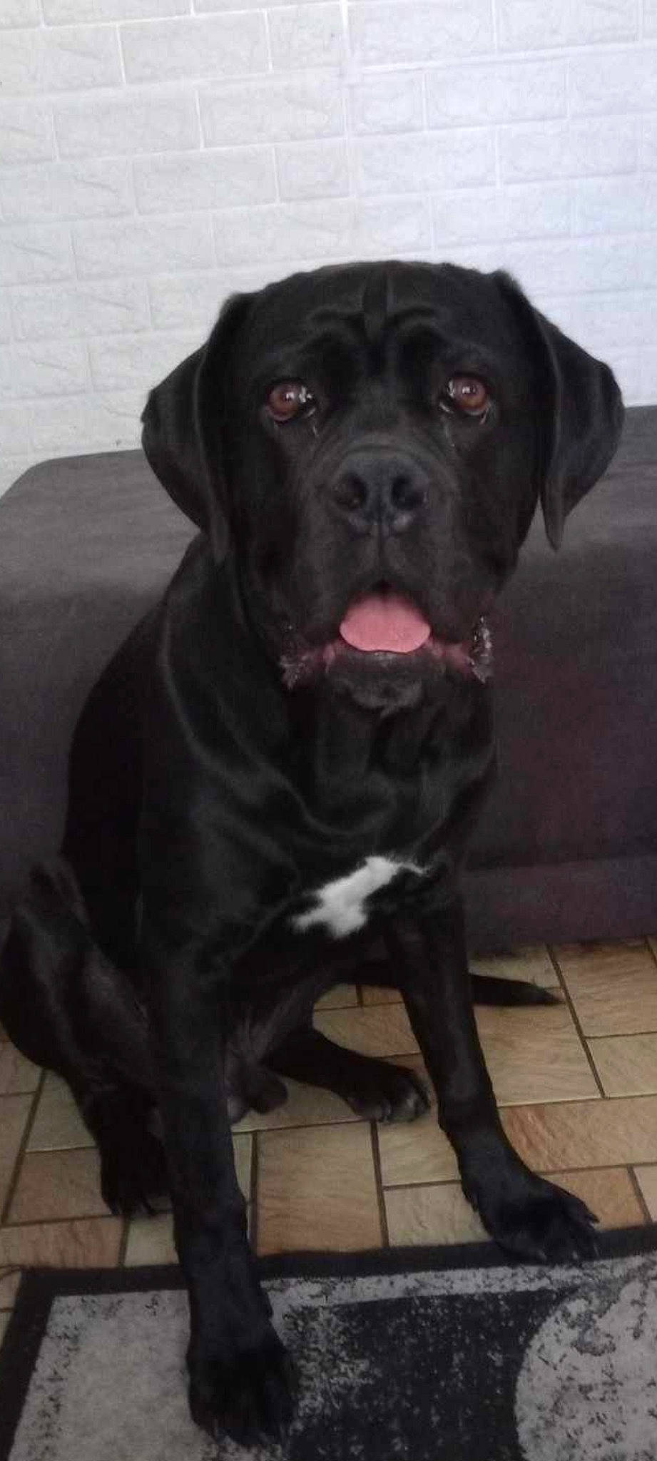 Tyson participe au concours pour gagner de l'argent avec cette photo : borador, canidae, carnivore, collar, companion_dog, dog, dog_breed, dog_collar, fawn, fur, gun_dog, hunting_dog, liver, non_sporting_group, snout, sporting_group, terrestrial_animal, whiskers, working_animal