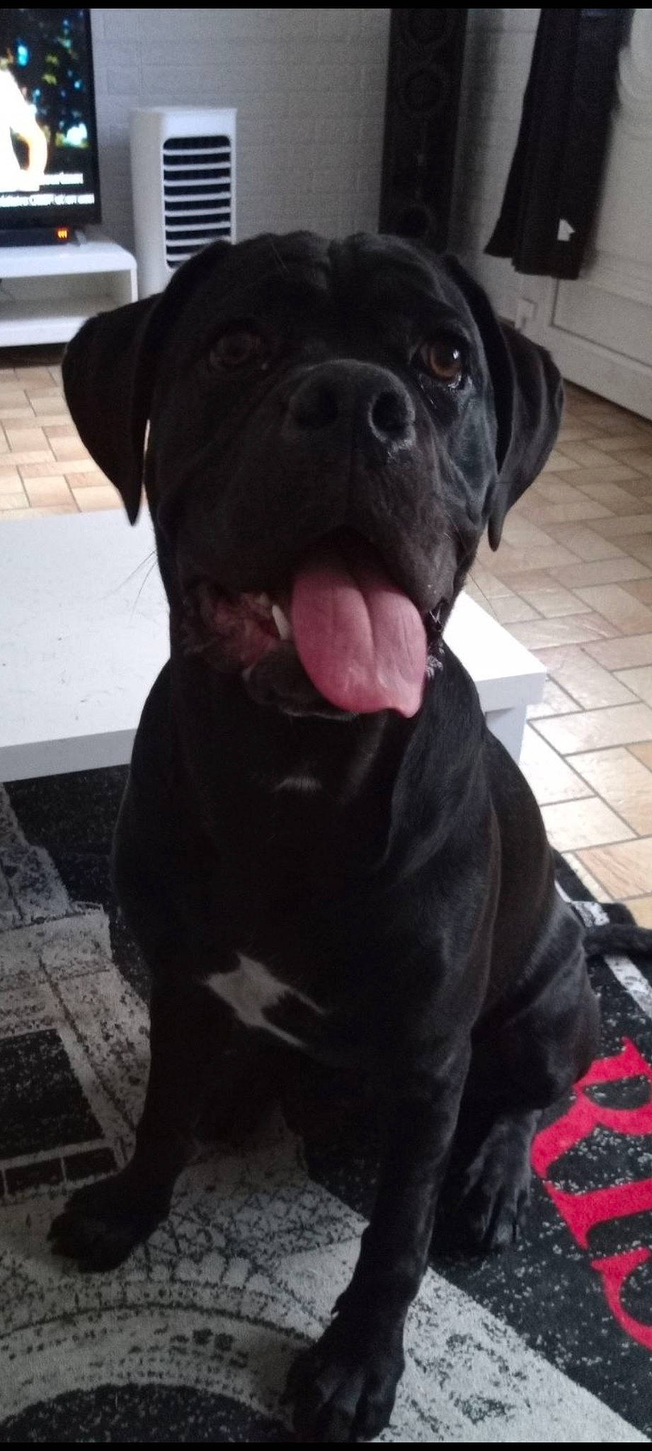 Tyson participe au concours pour gagner de l'argent avec cette photo : borador, bored, canidae, carnivore, collar, companion_dog, dog, dog_breed, dog_collar, fawn, flooring, fur, molosser, selfie, snout, sporting_group, terrestrial_animal, whiskers, working_animal, working_dog