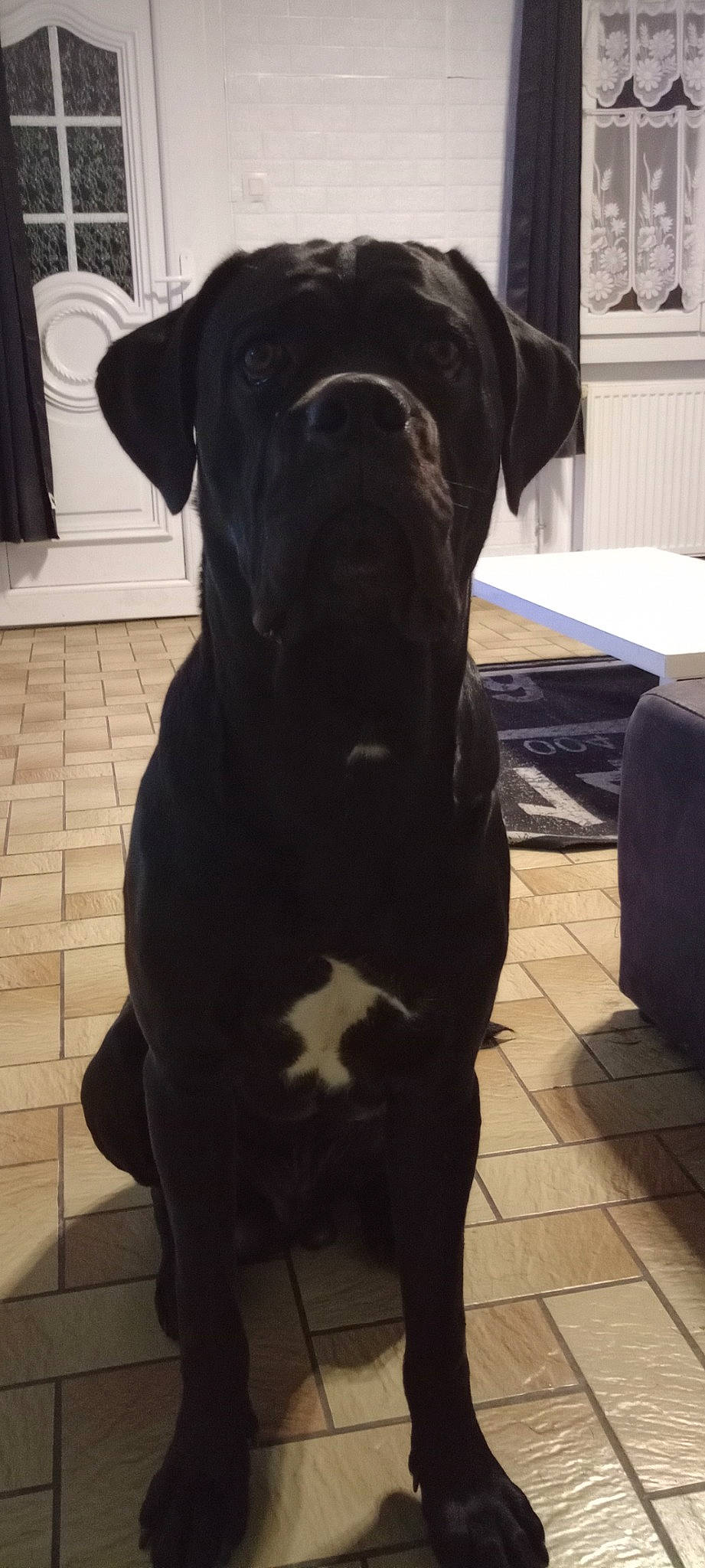 Tyson a rejoint le concours — aidez-le/la à gagner de superbes lots ! borador, canidae, carnivore, comfort, companion_dog, composite_material, dog, dog_breed, fawn, flooring, fur, gun_dog, liver, mammal, non_sporting_group, pet_supply, snout, sporting_group, terrestrial_animal, working_animal