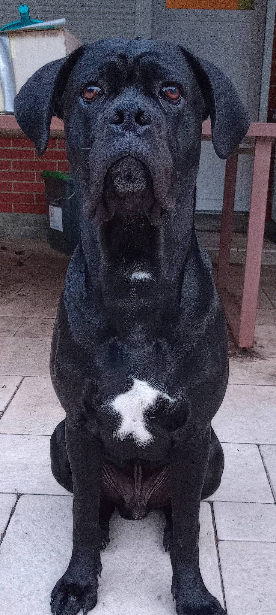 Tyson a rejoint le concours — aidez-le/la à gagner de superbes lots ! black, carnivore, companion_dog, dog, dog_breed, dog_collar, fawn, flowerpot, fur, grey, houseplant, liver, molosser, plant, sculpture, snout, sporting_group, terrestrial_animal, whiskers, working_animal