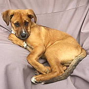 Ozzy joined the competition — help win amazing prizes! puppy, dog, brown_dog, pet, canine, cute, young_dog, resting, couch, indoor, fur, tail, paw, ears, sleepy, relaxed, domestic_animal, animal, companion, adorable