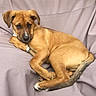 puppy, dog, brown_dog, pet, canine, cute, young_dog, resting, couch, indoor, fur, tail, paw, ears, sleepy, relaxed, domestic_animal, animal, companion, adorable