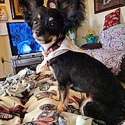 Abby joined the competition — help win amazing prizes! dog, pet, indoor, blanket, butterfly_pattern, bandana, ears, couch, pillow, plant, painting, television, table, living_room, decor, furniture, close_up, portrait, animal, cute