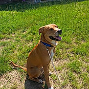 B.a. joined the competition — help win amazing prizes! dog, grass, sunlight, collar, leash, porch, chair, brick_wall, outdoor, pet, happy, tongue_out, sitting, yard, greenery, shadow, daylight, canine, house, nature