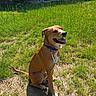 dog, grass, sunlight, collar, leash, porch, chair, brick_wall, outdoor, pet, happy, tongue_out, sitting, yard, greenery, shadow, daylight, canine, house, nature