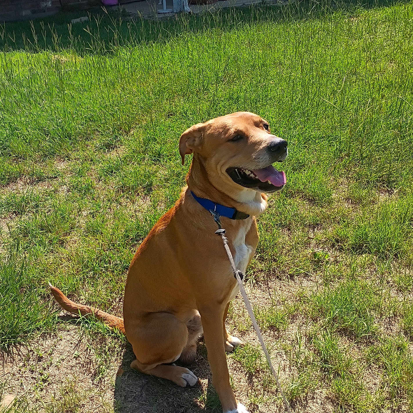 B.a. joined the competition — help win amazing prizes! dog, grass, sunlight, collar, leash, porch, chair, brick_wall, outdoor, pet, happy, tongue_out, sitting, yard, greenery, shadow, daylight, canine, house, nature