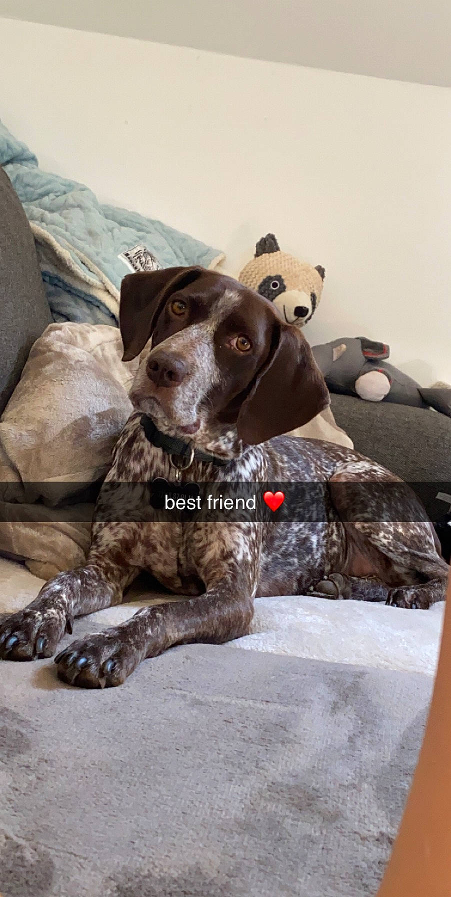 Bebs participe au concours pour gagner de l'argent avec cette photo : braque_dauvergne, braque_du_bourbonnais, braque_francais, canidae, carnivore, dog, dog_breed, german_longhaired_pointer, german_shorthaired_pointer, hunting_dog, liver, mammal, old_danish_pointer, pachon_navarro, pointer, pointing_breed, rare_breed_dog, sporting_group, vertebrate