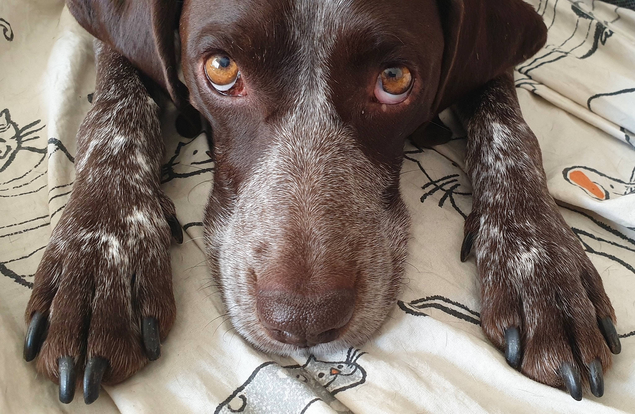 Bebs a rejoint le concours — aidez-le/la à gagner de superbes lots ! braque_dauvergne, braque_francais, canidae, carnivore, dog, dog_breed, german_longhaired_pointer, german_shorthaired_pointer, hunting_dog, large_munsterlander, liver, mammal, old_danish_pointer, pachon_navarro, pointer, pointing_breed, small_munsterlander, snout, sporting_group, vertebrate