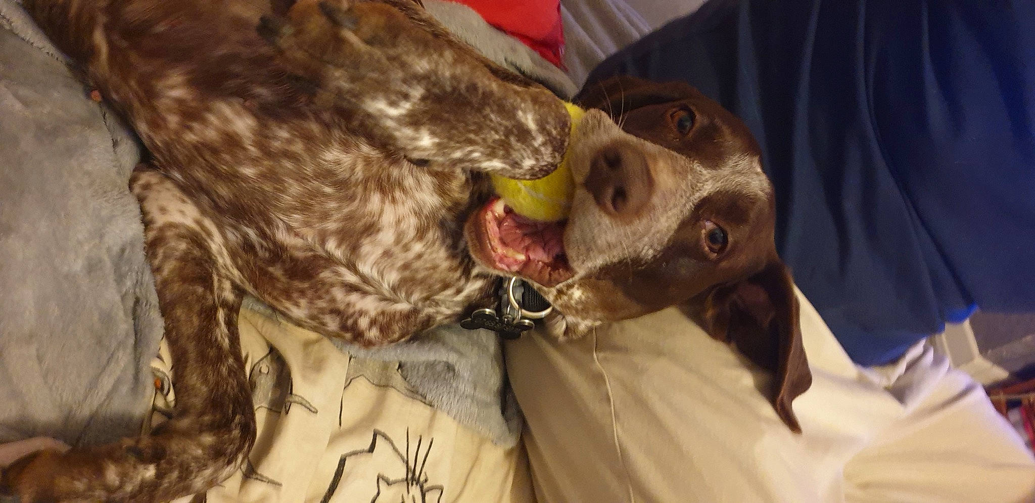 Bebs a rejoint le concours — aidez-le/la à gagner de superbes lots ! braque_dauvergne, braque_francais, canidae, carnivore, dog, dog_breed, english_coonhound, english_setter, french_spaniel, german_shorthaired_pointer, hunting_dog, jaw, old_danish_pointer, pachon_navarro, pointer, pointing_breed, small_munsterlander, snout, sporting_group