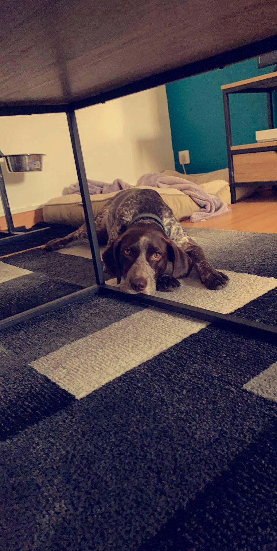 Bebs a rejoint le concours — aidez-le/la à gagner de superbes lots ! canidae, carnivore, dog, dog_breed, floor, flooring, german_shorthaired_pointer, pointer, snout, sporting_group, tile