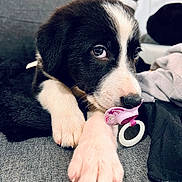 Milo joined the competition — help win amazing prizes! puppy, dog, black_and_white, pacifier, cute, pet, animal, couch, indoor, close_up, paw, fur, young, domestic, resting, soft, adorable, snout, relaxing, cozy