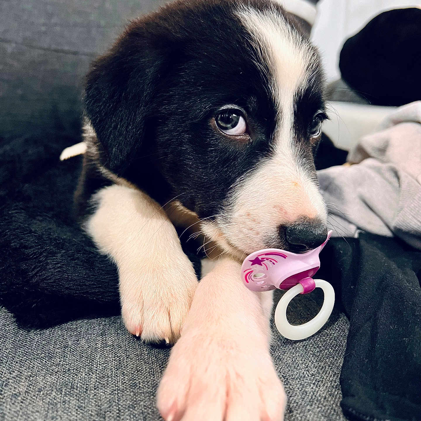 Milo joined the competition — help win amazing prizes! puppy, dog, black_and_white, pacifier, cute, pet, animal, couch, indoor, close_up, paw, fur, young, domestic, resting, soft, adorable, snout, relaxing, cozy