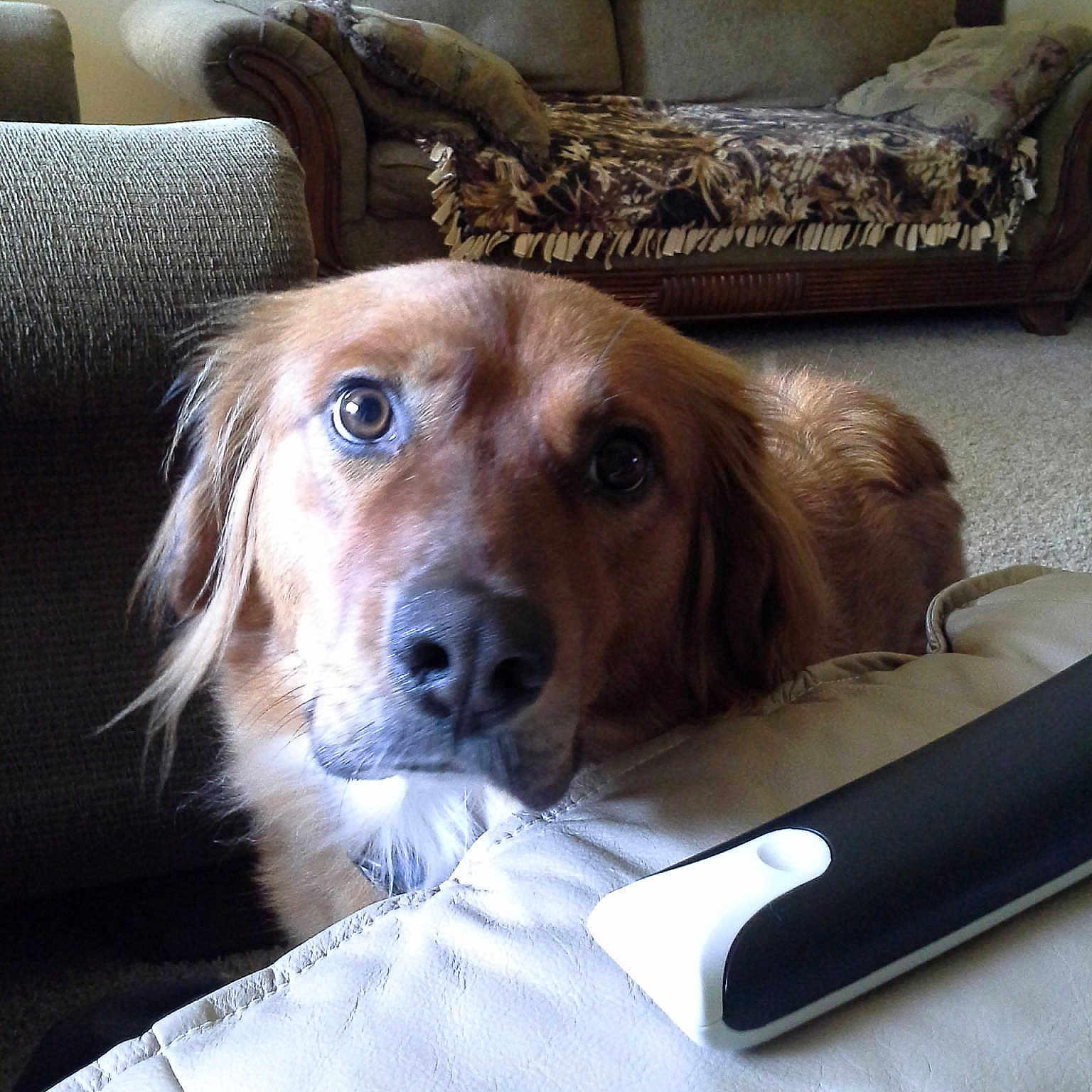 Ranger is registered to the contest to win money with this photo: