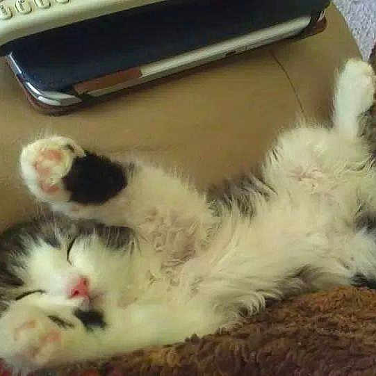 Fuzz