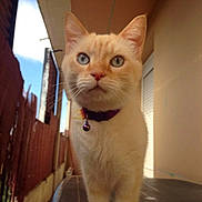 Cherokee a rejoint le concours — aidez-le/la à gagner de superbes lots ! cat, orange_cat, pet, animal, feline, portrait, close_up, front_view, blue_eyes, green_eyes, bell_collar, collar, whiskers, ears, outdoor, patio, walkway, tile_floor, fence, sunlight