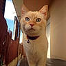 cat, orange_cat, pet, animal, feline, portrait, close_up, front_view, blue_eyes, green_eyes, bell_collar, collar, whiskers, ears, outdoor, patio, walkway, tile_floor, fence, sunlight