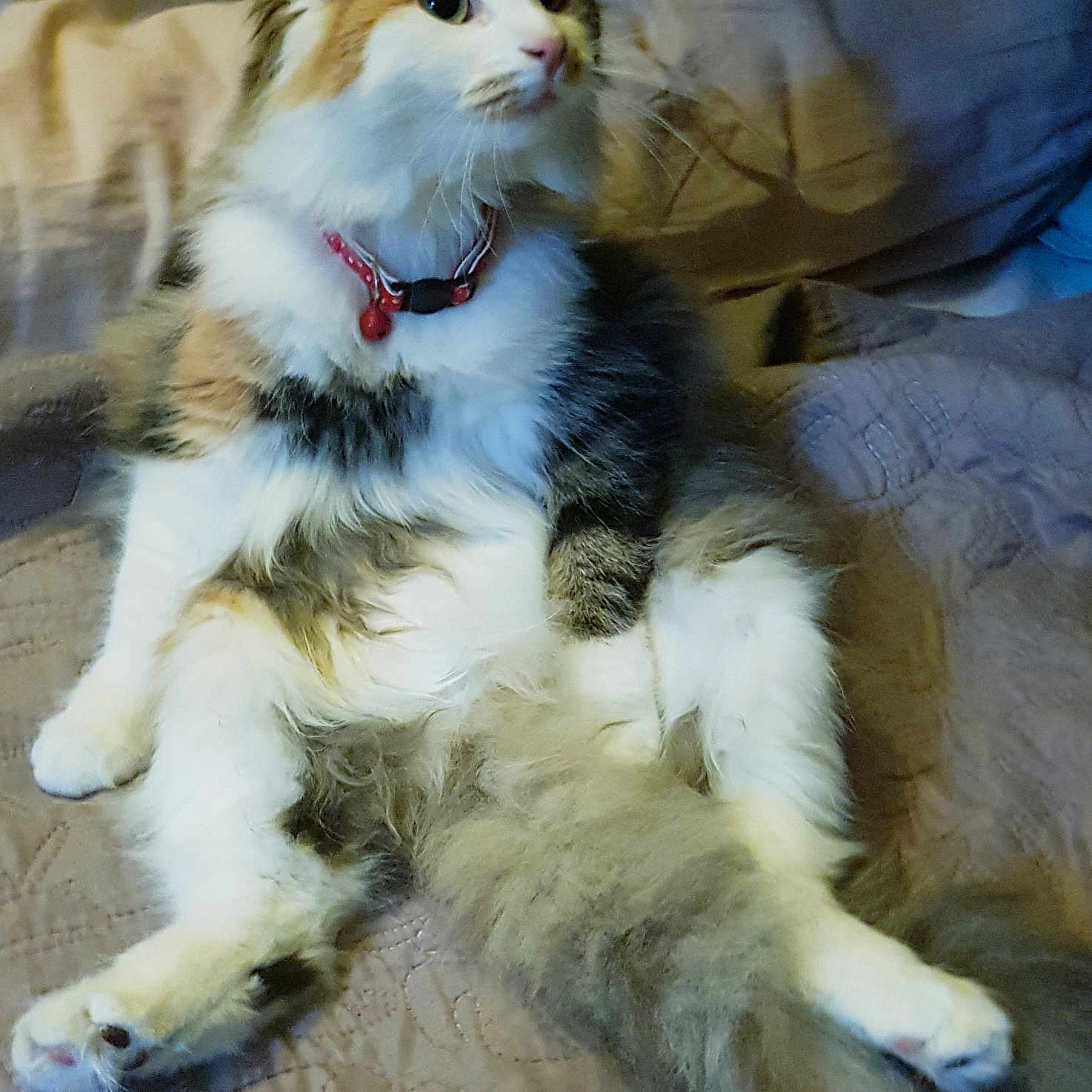 Arizona