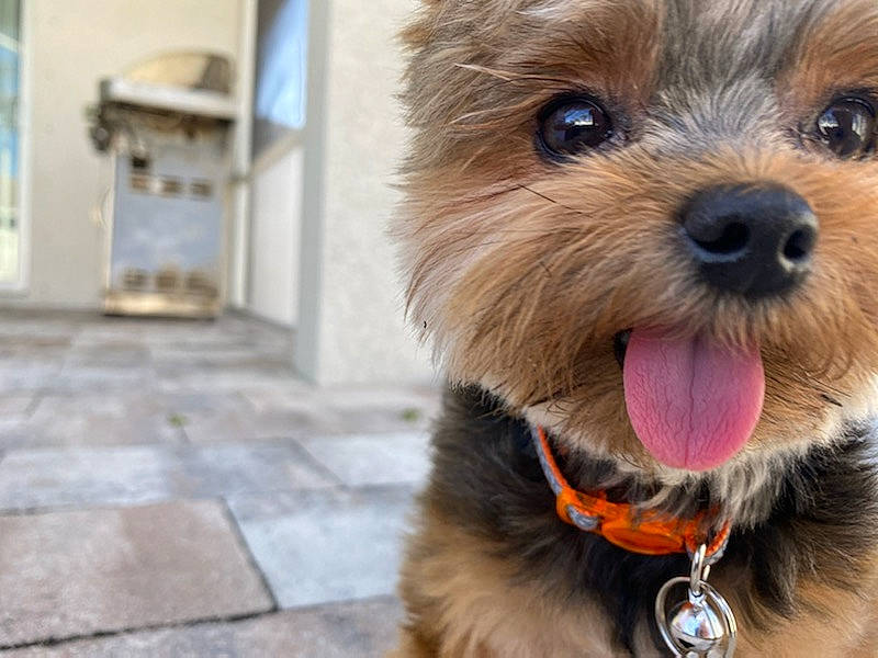 Bailey joined the competition — help win amazing prizes! australian_terrier, canidae, carnivore, companion_dog, dog, dog_breed, maltepoo, mammal, morkie, norfolk_terrier, norwich_terrier, puppy, rare_breed_dog, small_terrier, snout, terrier, toy_dog, vertebrate, yorkipoo, yorkshire_terrier