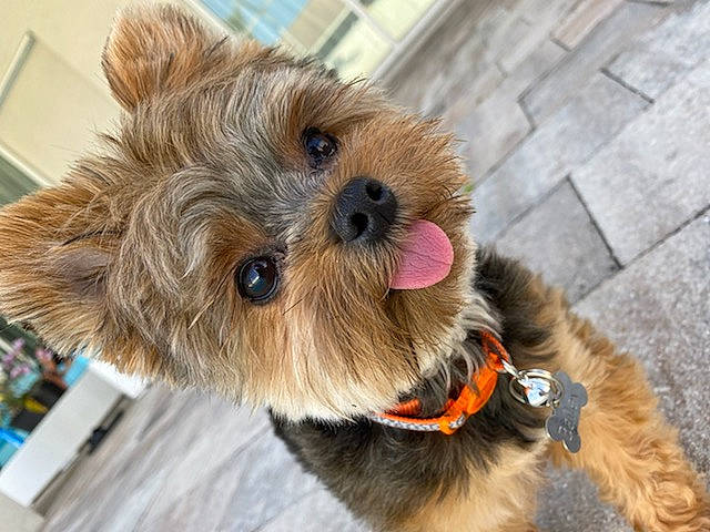 Bailey joined the competition — help win amazing prizes! australian_terrier, canidae, carnivore, companion_dog, dog, dog_breed, dog_clothes, dog_collar, maltepoo, mammal, morkie, norwich_terrier, puppy, rare_breed_dog, small_terrier, snout, terrier, toy_dog, yorkipoo, yorkshire_terrier