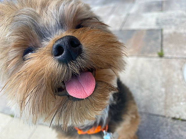 Bailey joined the competition — help win amazing prizes! canidae, carnivore, chinese_imperial_dog, companion_dog, dog, dog_breed, lhasa_apso, mammal, morkie, norfolk_terrier, nose, puppy, rare_breed_dog, small_terrier, snout, sporting_group, terrier, toy_dog, vertebrate, yorkshire_terrier
