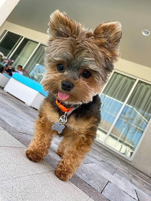 Bailey is registered to the contest to win money with this photo: cairn_terrier, canidae, carnivore, companion_dog, dog, dog_breed, ear, fawn, fur, maltepoo, mammal, morkie, puppy, rare_breed_dog, small_terrier, sporting_group, terrier, toy_dog, yorkipoo, yorkshire_terrier