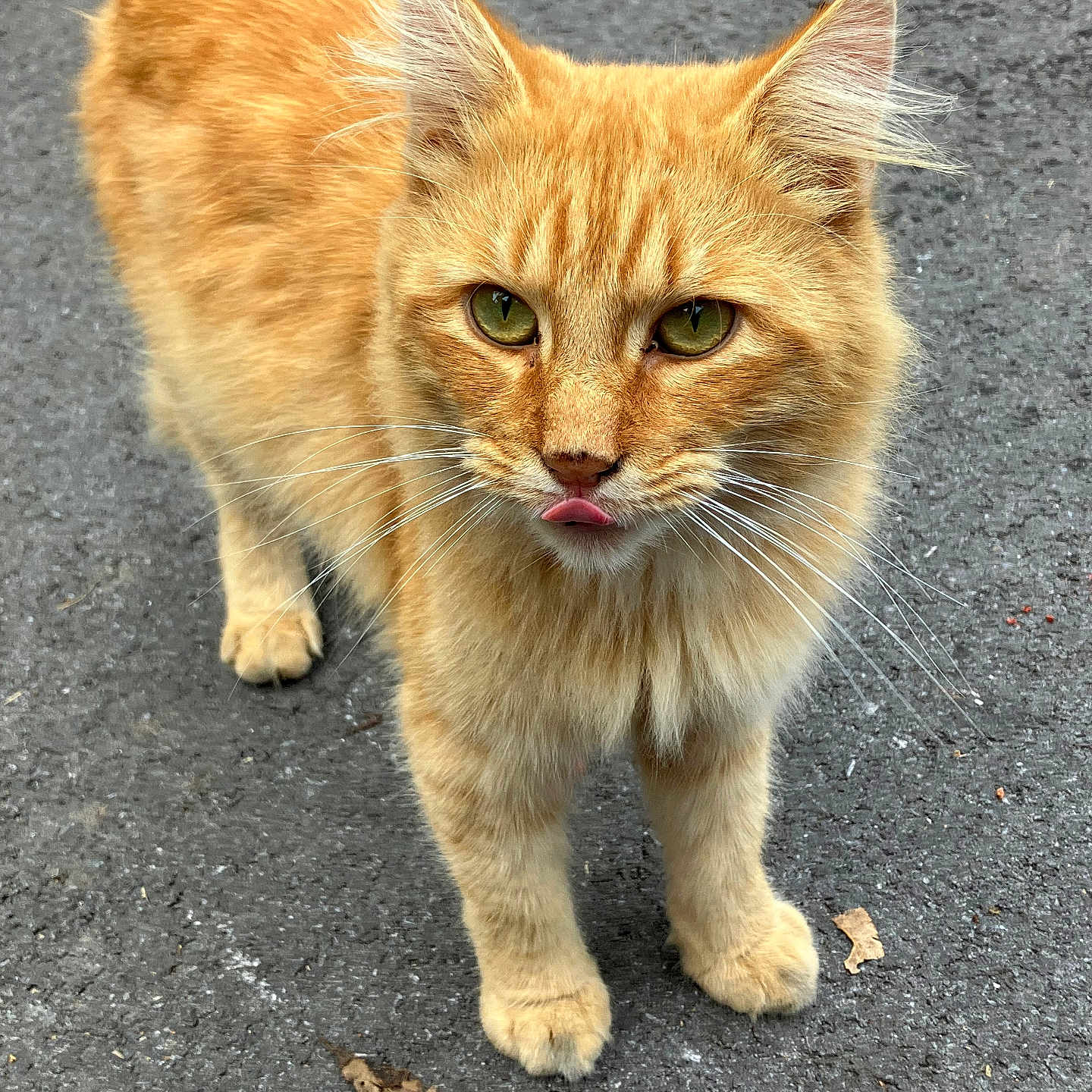 Nook joined the competition — help win amazing prizes! animal, asphalt, cat, close_up, curious, cute, feline, friendly, fur, green_eyes, mammal, orange_cat, outdoor, pet, small, standing, street, tongue, whiskers, young_cat