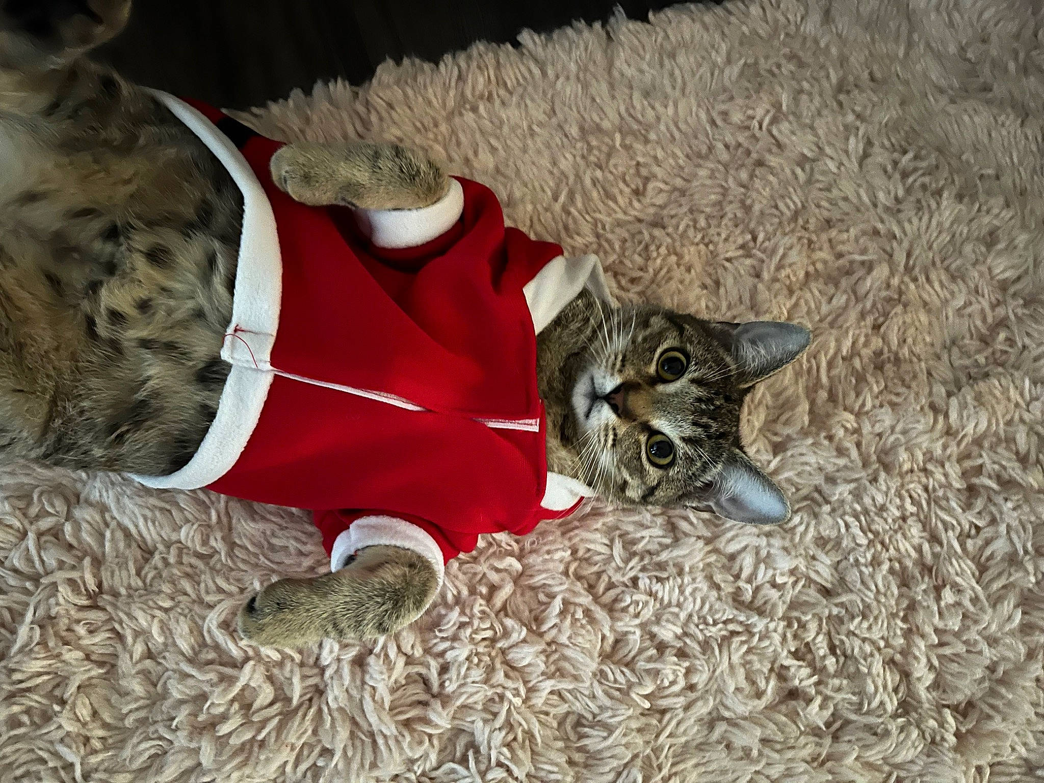 Benito joined the competition — help win amazing prizes! canidae, carmine, carnivore, cat, comfort, dog_breed, domestic_short_haired_cat, fawn, felidae, fur, grass, human_leg, paw, small_to_medium_sized_cats, snout, soil, sporting_group, tail, terrestrial_animal, whiskers