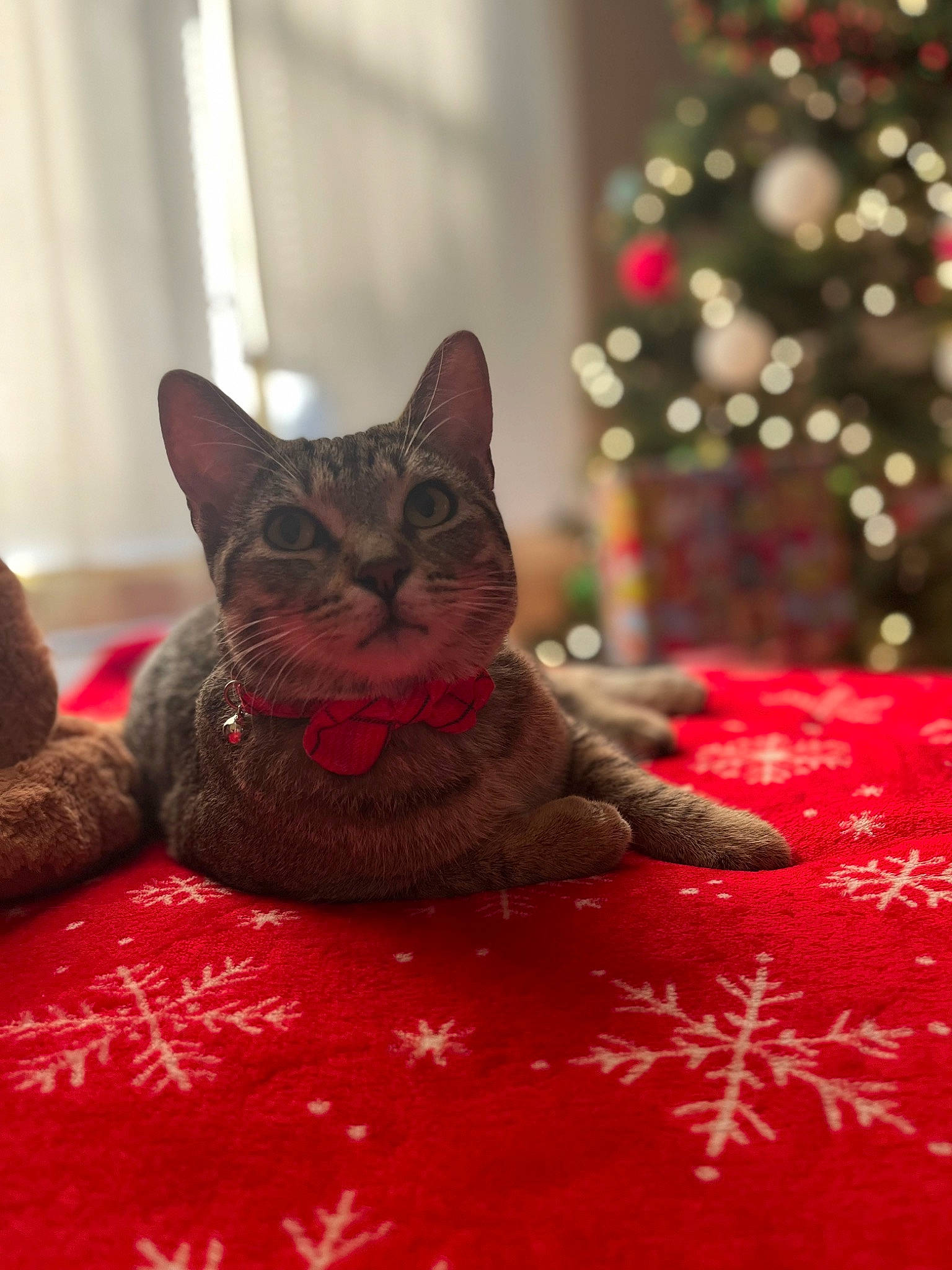Benito is registered to the contest to win money with this photo: carnivore, cat, christmas_ornament, christmas_tree, comfort, conifer, domestic_short_haired_cat, event, evergreen, fawn, felidae, flooring, fur, ornament, plant, small_to_medium_sized_cats, snout, tail, tree, whiskers