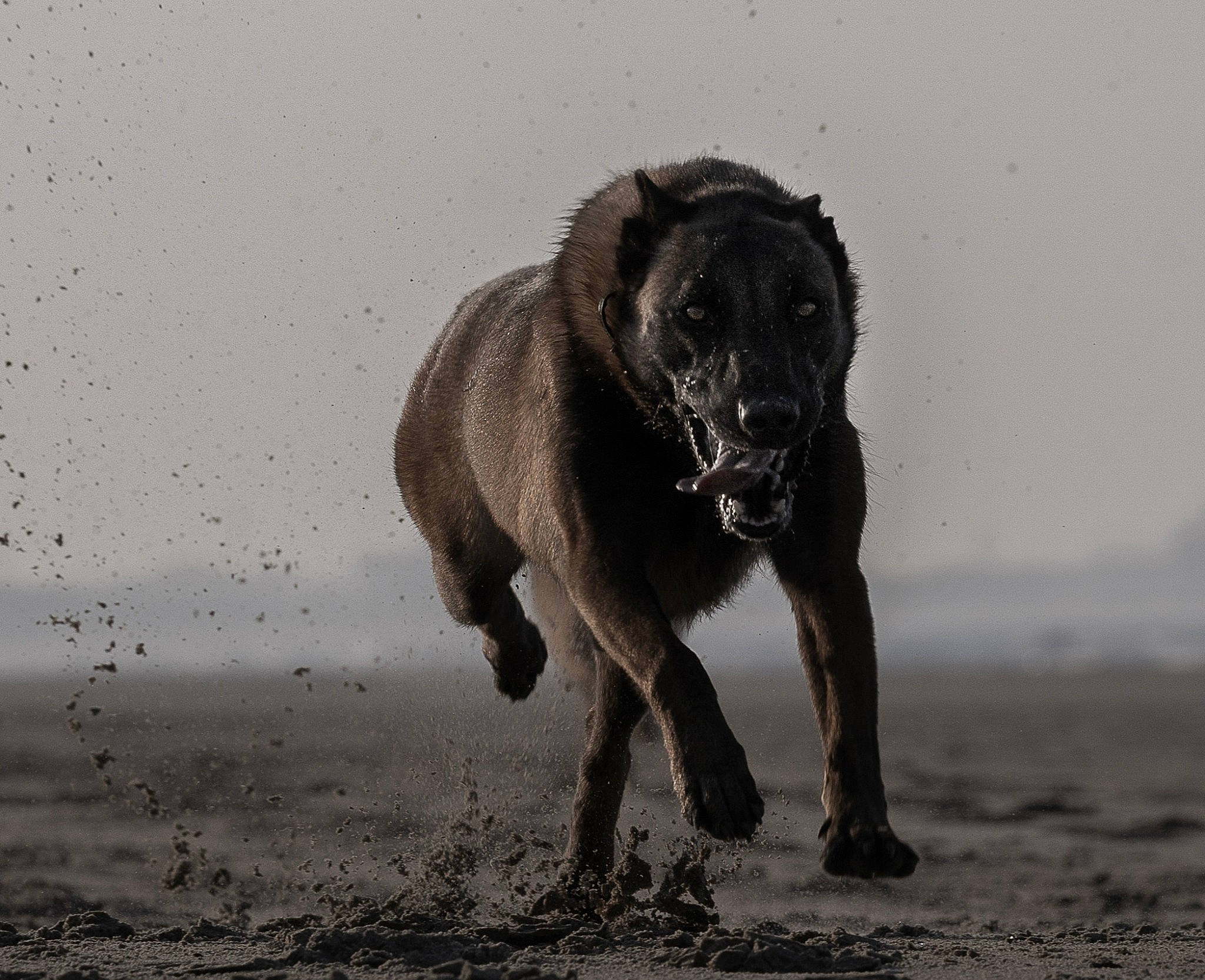 Leïna participe au concours pour gagner de l'argent avec cette photo : borador, canidae, carnivore, dog, dog_breed, gun_dog, labrador_retriever, landscape, monochrome, monochrome_photography, retriever, sky, snout, soil, sporting_group, tail, terrestrial_animal, wildlife, working_animal, working_dog