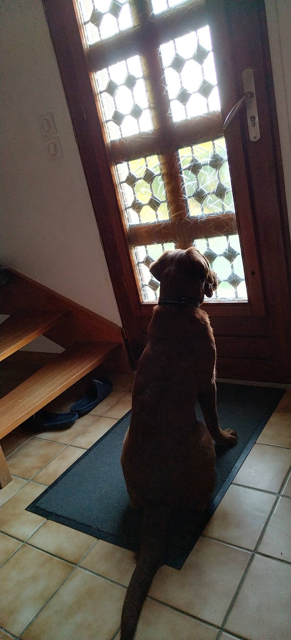 Thiago participe au concours pour gagner de l'argent avec cette photo : carnivore, companion_dog, dog, dog_breed, door, fawn, felidae, floor, flooring, hardwood, home_door, shade, small_to_medium_sized_cats, stairs, tail, tints_and_shades, vertebrate, whiskers, window, wood