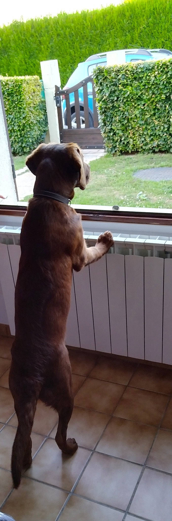 Thiago participe au concours pour gagner de l'argent avec cette photo : brown, canidae, carnivore, collar, companion_dog, dog, dog_breed, dog_collar, fawn, fur, liver, mammal, pet_supply, plant, snout, tail, terrestrial_animal, vertebrate, window, working_animal