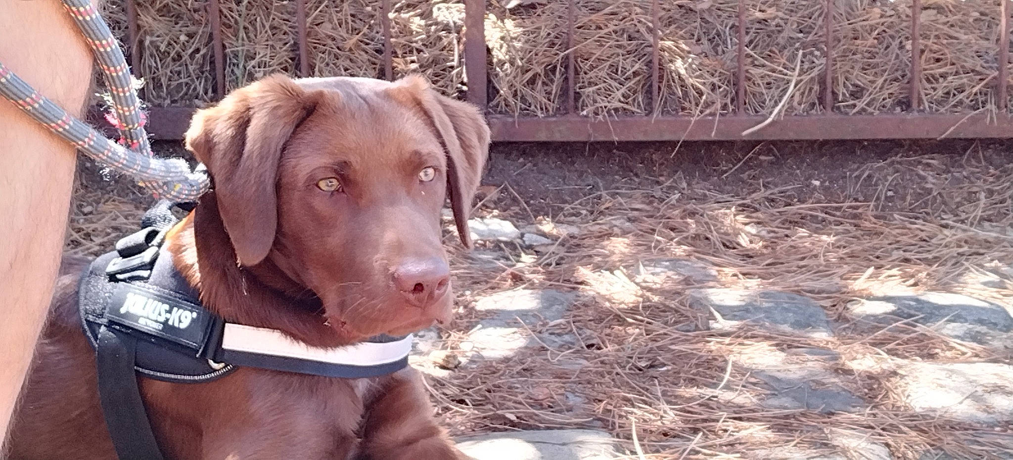 Thiago a rejoint le concours — aidez-le/la à gagner de superbes lots ! canidae, carnivore, collar, companion_dog, dog, dog_breed, dog_collar, dog_supply, fawn, gun_dog, liver, pet_supply, plant, snout, soil, sporting_group, terrestrial_animal, twig, wood, working_animal