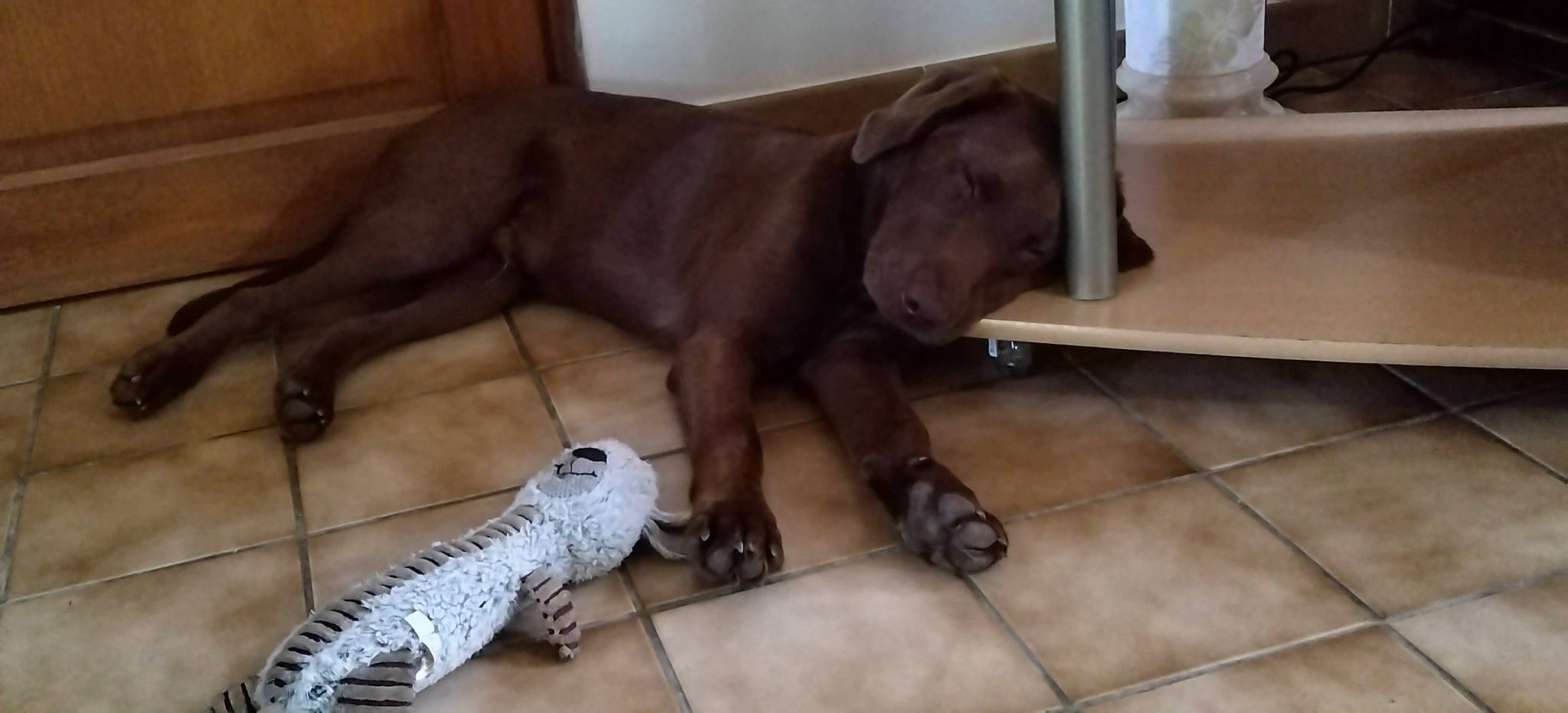 Thiago a rejoint le concours — aidez-le/la à gagner de superbes lots ! big_cats, canidae, carnivore, companion_dog, dog, dog_breed, fawn, felidae, floor, flooring, foot, liver, mammal, paw, pet_supply, snout, sporting_group, tail, terrestrial_animal, working_animal