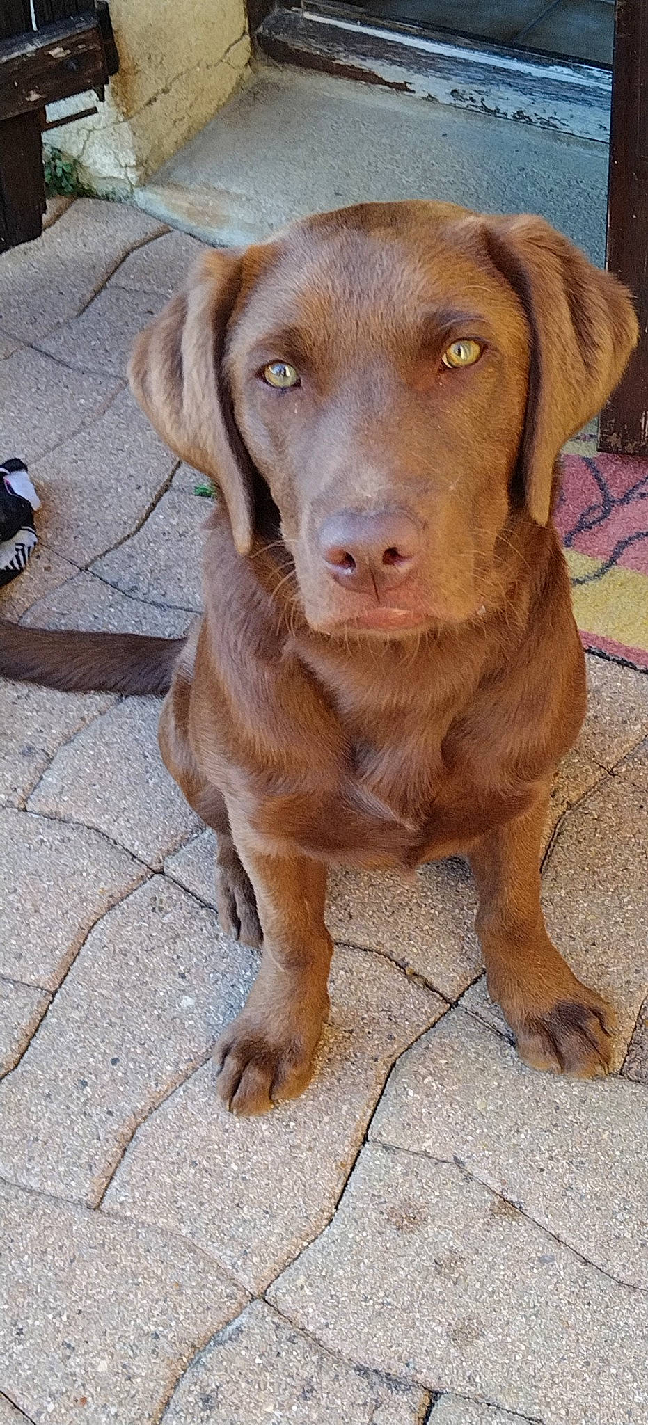 Thiago participe au concours pour gagner de l'argent avec cette photo : canidae, carnivore, companion_dog, dog, dog_breed, dog_collar, eye, fawn, fur, gun_dog, hat, hunting_dog, liver, snout, sporting_group, terrestrial_animal, whiskers, working_animal