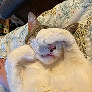 Cesar is registered to the contest to win money with this photo: animal, cat, close_up, cozy, cute, face, fangs, feline, indoor, patterned_blanket, paw, pet, pink_nose, quilt, relaxed, resting, sleeping, tabby, whiskers, white_fur