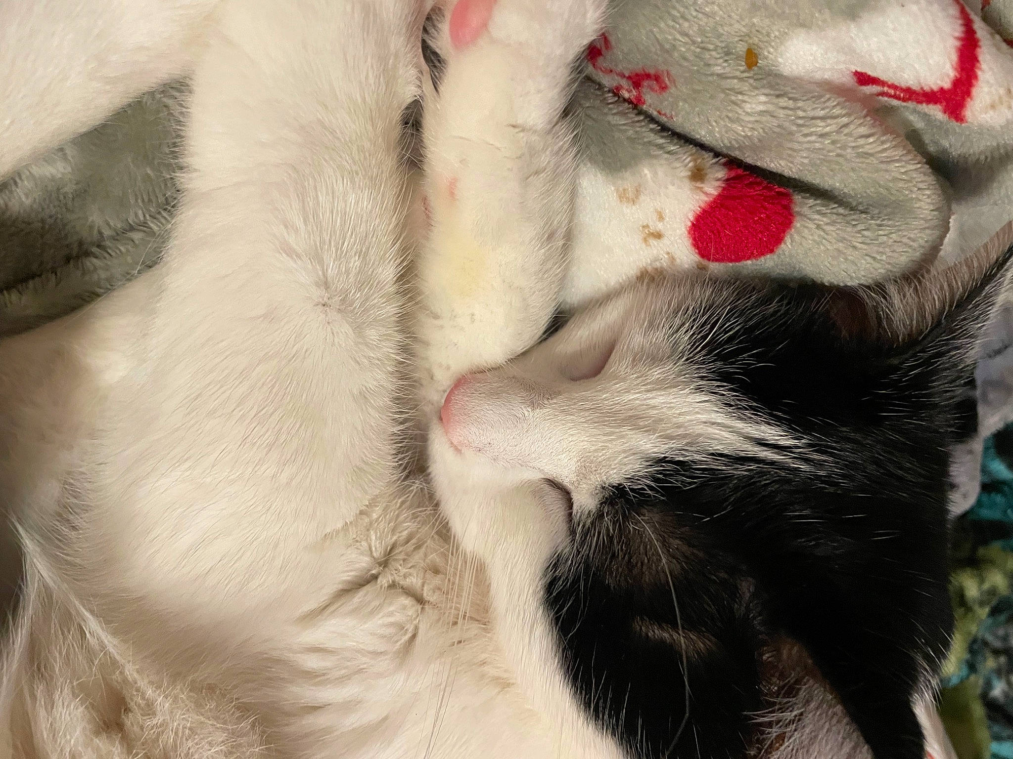 Dutchess joined the competition — help win amazing prizes! canidae, carmine, carnivore, cat, claw, close_up, comfort, dog_breed, fang, felidae, foot, fur, gesture, leg, nail, paw, small_to_medium_sized_cats, snout, tail, whiskers