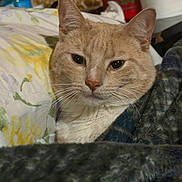 Bill is registered to the contest to win money with this photo: cat, ginger_cat, feline, pet, animal, close_up, portrait, whiskers, ears, eyes, nose, fur, orange_fur, indoors, bed, blanket, bedding, cozy, home, relaxed