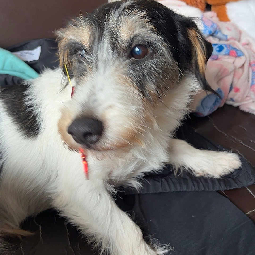 Médoc participe au concours pour gagner de l'argent avec cette photo : animal, black_and_white, blanket, brown, close_up, couch, cozy, cute, dog, fur, fur_texture, indoor, leather, paw, pet, plush_toy, puppy, resting, snout, white