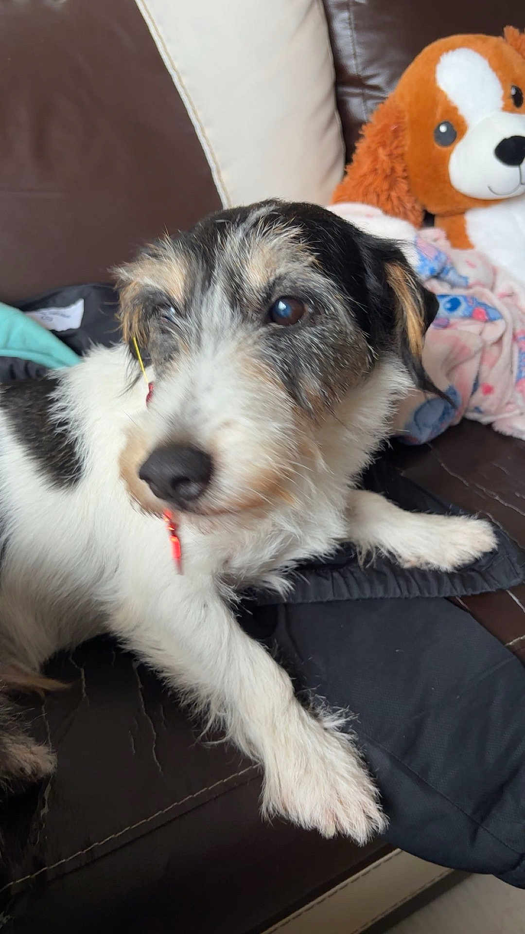 Médoc participe au concours pour gagner de l'argent avec cette photo : dog, puppy, couch, leather, plush_toy, blanket, indoor, pet, fur, snout, paw, black_and_white, brown, white, fur_texture, resting, animal, cute, cozy, close_up