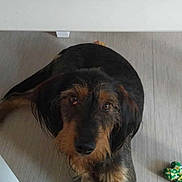 Charmeurr a rejoint le concours — aidez-le/la à gagner de superbes lots ! dog, pet, indoor, floor, table, toy, brown, black, fur, looking_up, animal, companion, laying, wooden_floor, curious, domestic, mammal, canine, cute, waiting