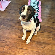 Skye is registered to the contest to win money with this photo: dog, black_and_white, pet, indoor, wooden_floor, mat, pink, curious, sitting, animal, canine, collar, flooring, domestic, fur, ears, eyes, snout, portrait, home