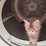 kitten, cat, dryer, laundry, appliance, curious, feline, indoor, pet, fur, whiskers, domestic, home, metal, cylindrical, closeup, blurry, exploration, young, animal