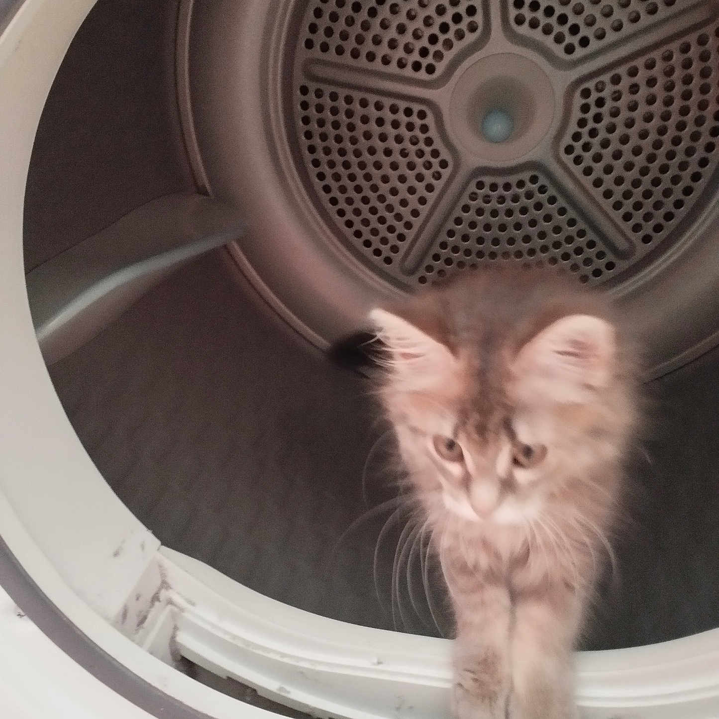 Nala participe au concours pour gagner de l'argent avec cette photo : animal, appliance, blurry, cat, closeup, curious, cylindrical, domestic, dryer, exploration, feline, fur, home, indoor, kitten, laundry, metal, pet, whiskers, young