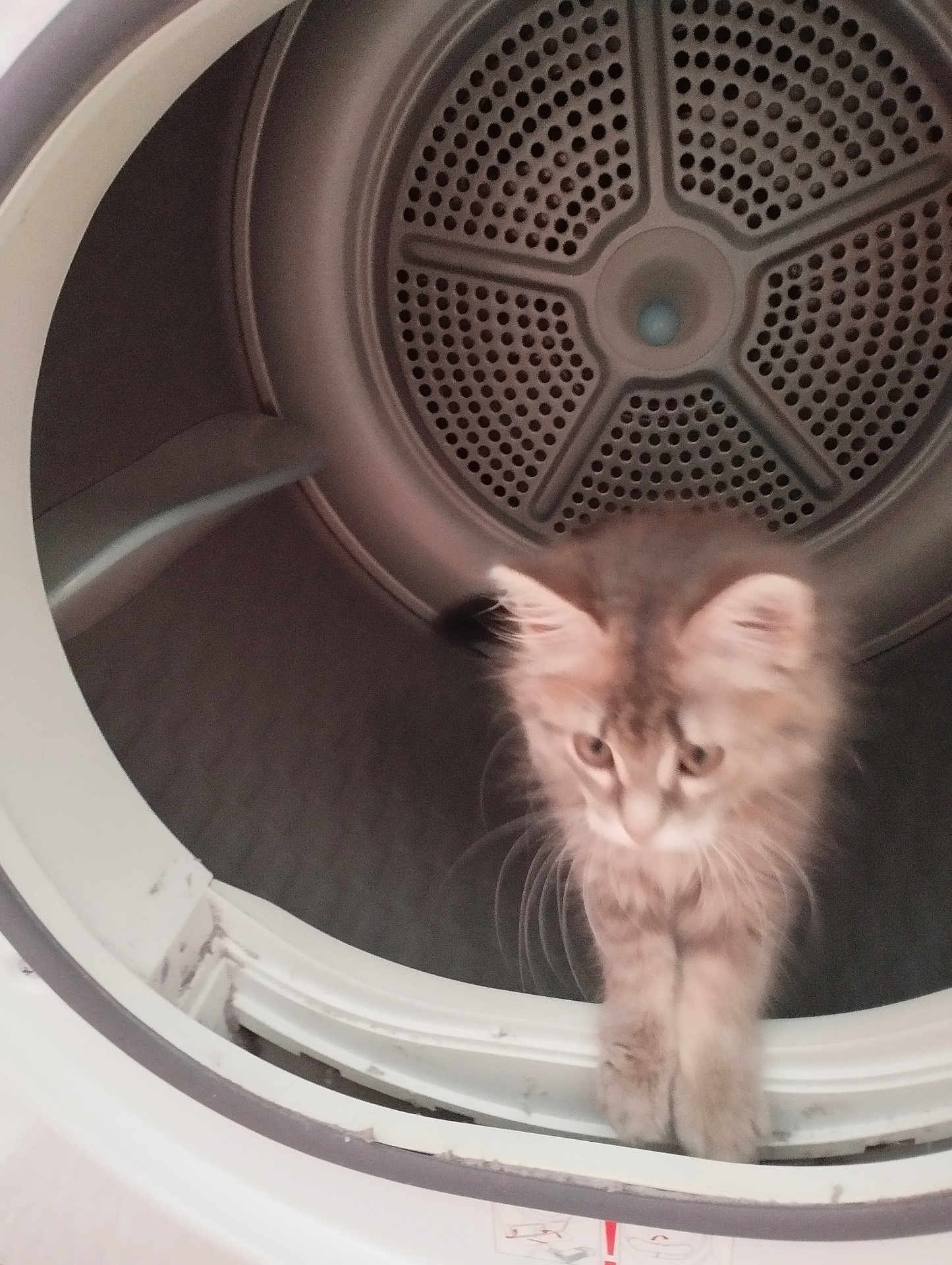 Nala participe au concours pour gagner de l'argent avec cette photo : kitten, cat, dryer, laundry, appliance, curious, feline, indoor, pet, fur, whiskers, domestic, home, metal, cylindrical, closeup, blurry, exploration, young, animal